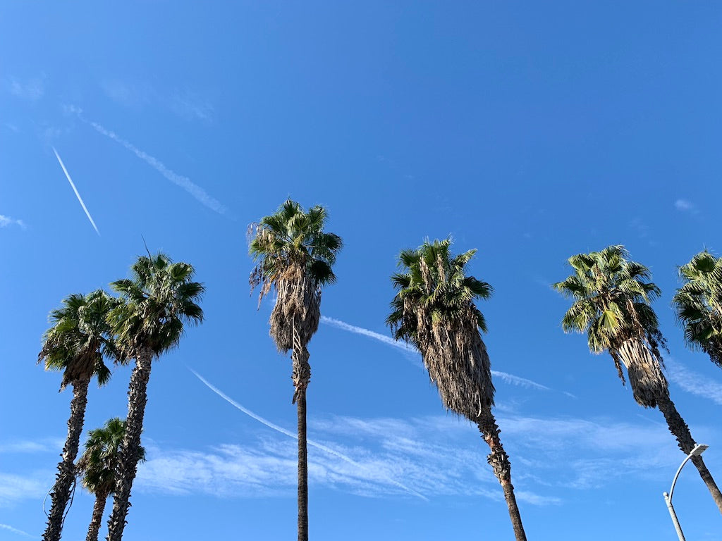 F E R A L Getaway: Los Angeles, December 2018